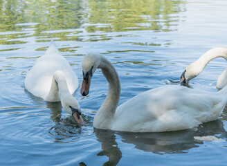 Cisnes blancos nadando en un lago de día