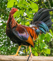 Gallos de pelea con diferentes plumajes. Son animales muy agresivos y están entrenados para rendir...