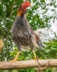 Gallos de pelea con diferentes plumajes. Son animales muy agresivos y están entrenados para rendir...
