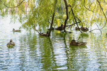 Patos nadando en un estanque