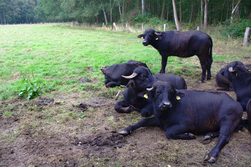 Rindviecher auf einer Weide