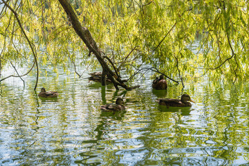 Patos nadando en un estanque