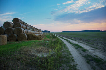 agricultural field in the evening