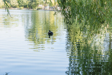 Patos nadando en un estanque