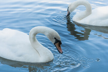Cisnes blancos nadando en un lago de día