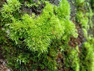 moss on the tree