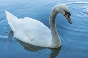 Cisne blanco nadando en un lago de día