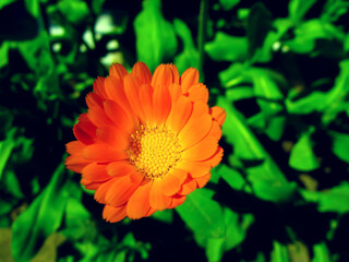 Yellow flower of calendula