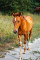 Young beautiful horse close up animal portait