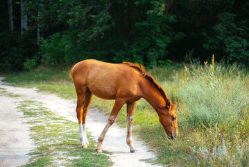 Young horse grazing in a meadow against a forest background