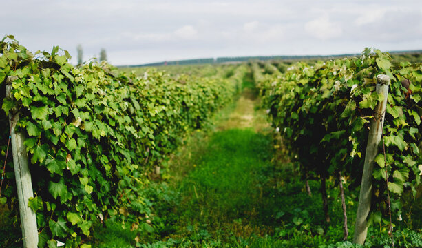 Grape rows