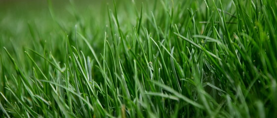 Grüner Rasen im Garten als Hintergrund und Textur
