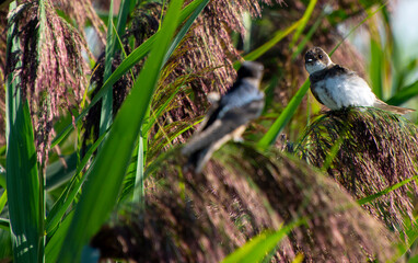 Young barn swallow in reeds and grass at the Bear River Bird Refuge Utah