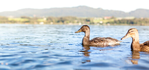 Duck swims in the water in front of a beautiful mountain panorama. Mallard duck in the natural landscape. 
Ente schwimmt im Wasser vor wunderschönem Bergpanorama. Stockente in der Naturlandschaft.