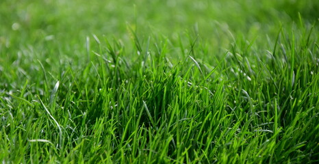 Abstrakter Hintergrund grüner Rasen, Rasenhintergrund, Grashalme