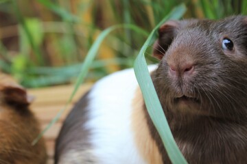 guinea pigs pet animals outside in sunshine  natural lkight