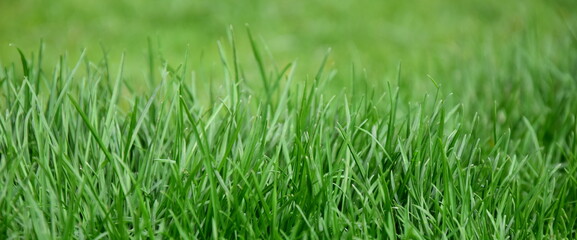 Abstrakter Hintergrund grüner Rasen, Rasenhintergrund, Grashalme