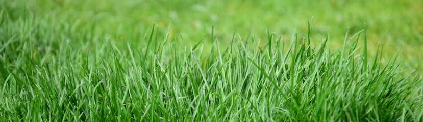 Fototapeta na wymiar Abstrakter Hintergrund grüner Rasen, Rasenhintergrund, Grashalme