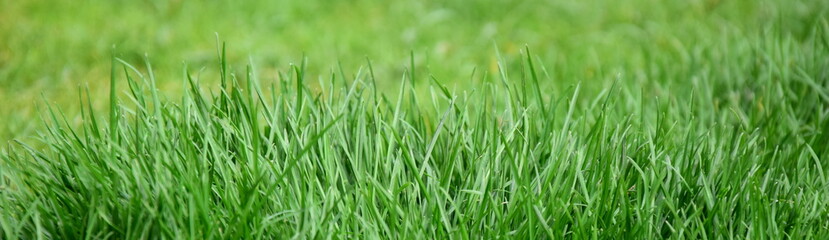 Fototapeta na wymiar Abstrakter Hintergrund grüner Rasen, Rasenhintergrund, Grashalme