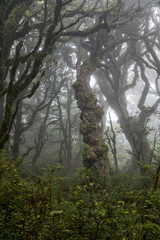 Komplett Moos und Flechten bewachsener wilder nebliger Urwald