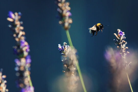 Bumble bee over levanders