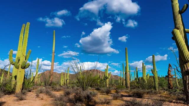 Saguaro Cactus  on desert landscape 