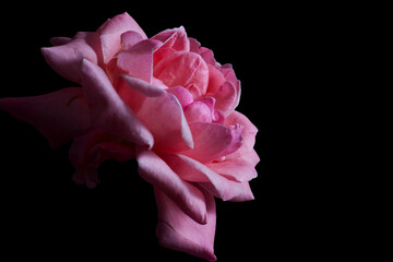 rosa, fiore, natura, romantica, floreale, amore