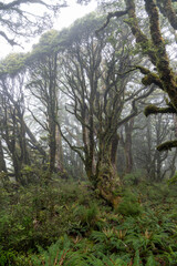 Komplett Moos und Flechten bewachsener wilder nebliger Urwald