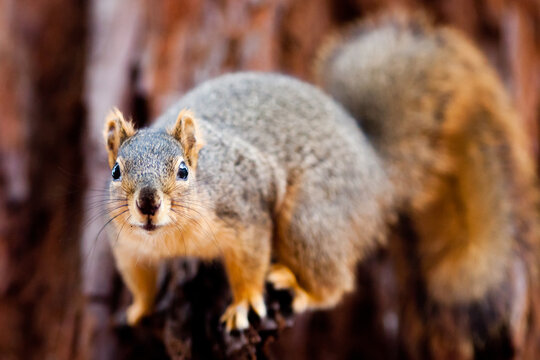 Squirrel