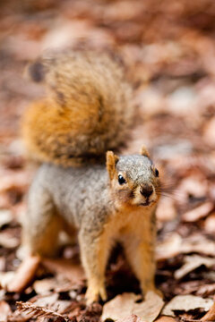 Squirrel