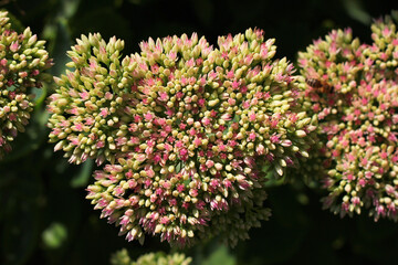 Autumn Delight Stonecrop, Sedum hybrid