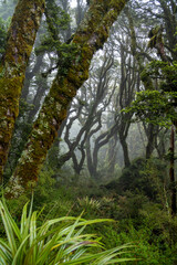 Komplett Moos und Flechten bewachsener wilder nebliger Urwald