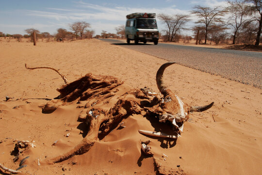 Cadaver by the road side