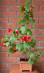 Abutilon with orange flowers in a flower pot against a brick wall