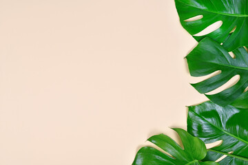 Tropical leaves of 'Monstera Deliciosa' plant on rigt side of beige background with empty copy space © Firn