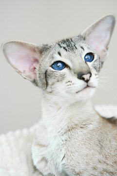 Friedrich The Siamese Cat