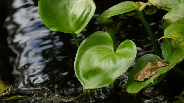 green leaves marsh calla by forest stream close up