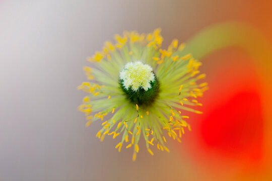 Close-up of bright yellow stamens on pistil of a poppy flower without petals
