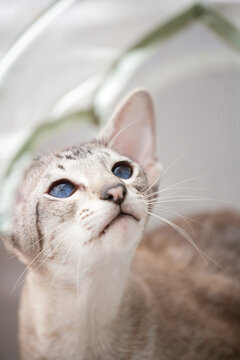 Friedrich The Siamese Cat