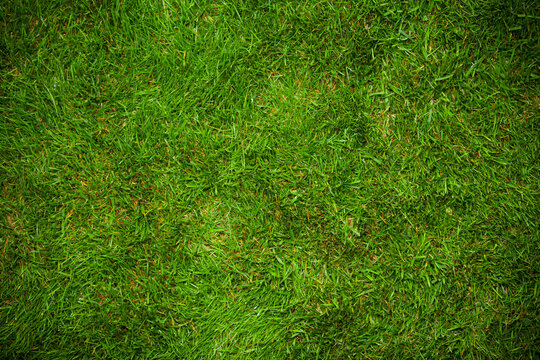 Grass: Grassy Background