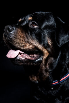rottweiler dog looking left