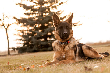 A junior german shepherd dog resting in a backyard