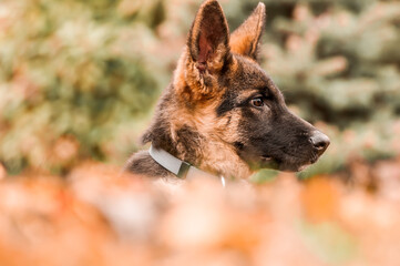 Portrait of a german shepherd puppy while resting in a backyard