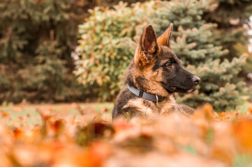 Portrait of a german shepherd puppy while resting in a backyard