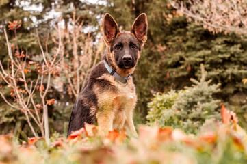 Portrait of a german shepherd puppy while resting in a backyard