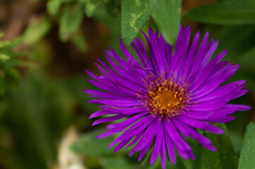 Obraz premium Purple Flower