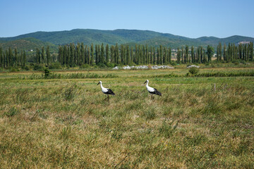 a couple of white storks in the wild against the backdrop of a beautiful landscape: mountains, green trees and a clear cloudless sky