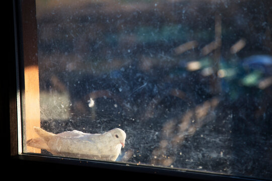 Beautiful white dove sitting outside the window behind the dirty glass, in the warm evening light