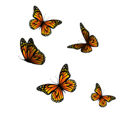 Flying orange butterflies. Vector illustration