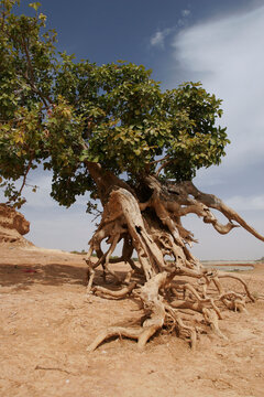 Tree with bare roots on the floodplain